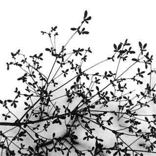 shrub equivalent